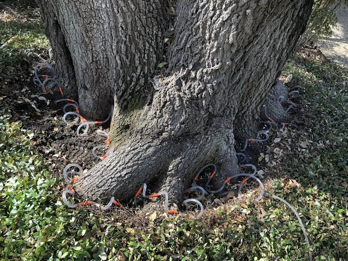 Detailed Tree Cabling and Bracing job site in Dorset